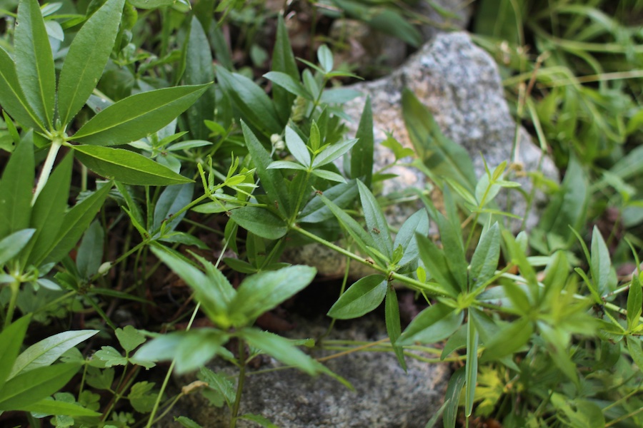 green leafy Japanese indigo plants